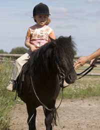 Animal Free Lifestyle Circus Rodeo Horse